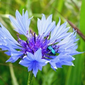 Photographie n°2308241 du taxon Cyanus segetum Hill [1762]