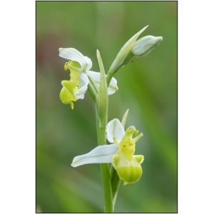 Ophrys apifera var. chlorantha (Hegetschw.) Nyman