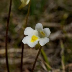 Photographie n°2308291 du taxon Pinguicula alpina L. [1753]