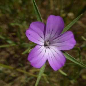 Photographie n°2308362 du taxon Agrostemma githago L.