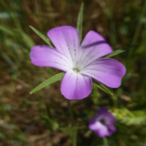 Photographie n°2308363 du taxon Agrostemma githago L.