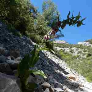 Photographie n°2308393 du taxon Epipactis helleborine (L.) Crantz [1769]