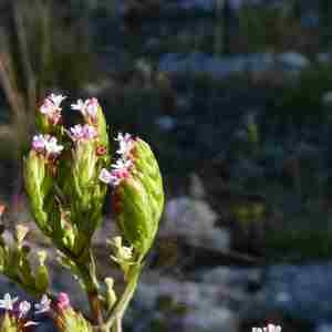  - Centranthus calcitrapae subsp. calcitrapae