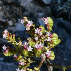  - Centranthus calcitrapae subsp. calcitrapae