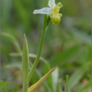  - Ophrys apifera var. chlorantha (Hegetschw.) Nyman [1882]