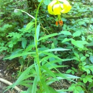 Photographie n°2308466 du taxon Lilium pyrenaicum Gouan