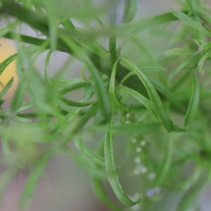 Photographie n°2308470 du taxon Anarrhinum bellidifolium (L.) Willd. [1800]