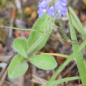 Photographie n°2308561 du taxon Veronica officinalis L. [1753]