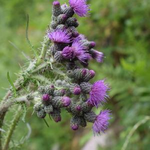 Photographie n°2308566 du taxon Cirsium palustre (L.) Scop. [1772]