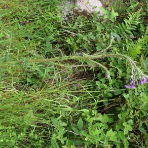 Photographie n°2308567 du taxon Cirsium palustre (L.) Scop. [1772]