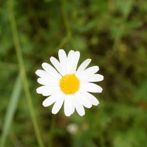 Photographie n°2308586 du taxon Leucanthemum vulgare Lam. [1779]