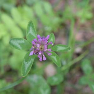 Photographie n°2308601 du taxon Trifolium pratense L. [1753]