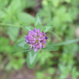 Photographie n°2308602 du taxon Trifolium pratense L. [1753]