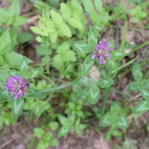 Photographie n°2308603 du taxon Trifolium pratense L. [1753]