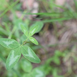 Photographie n°2308604 du taxon Trifolium pratense L. [1753]