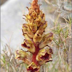 Photographie n°2308626 du taxon Orobanche gracilis Sm. [1798]