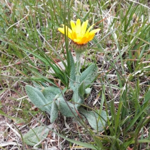 Photographie n°2308644 du taxon Hieracium tomentosum L. [1755]