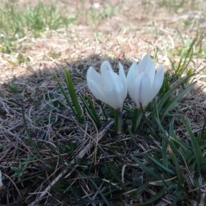 Photographie n°2308658 du taxon Crocus vernus (L.) Hill [1765]