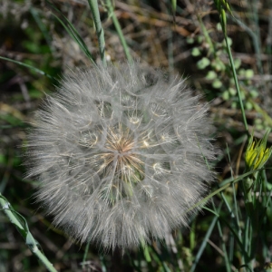 Photographie n°2308674 du taxon Tragopogon dubius Scop. [1772]