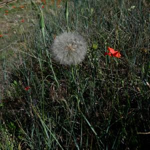 Photographie n°2308675 du taxon Tragopogon dubius Scop. [1772]