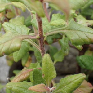 Photographie n°2308679 du taxon Teucrium flavum L. [1753]