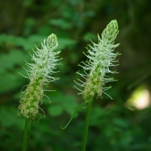 Photographie n°2308702 du taxon Phyteuma spicatum L. [1753]