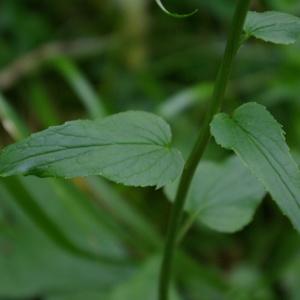 Photographie n°2308703 du taxon Phyteuma spicatum L. [1753]