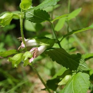 Photographie n°2308711 du taxon Melittis melissophyllum L.