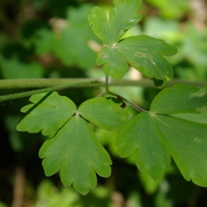 Photographie n°2308717 du taxon Aquilegia vulgaris L. [1753]