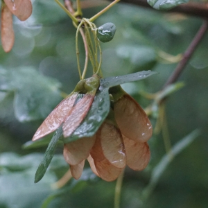 Photographie n°2308728 du taxon Acer monspessulanum L.