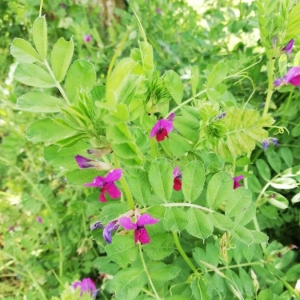 Photographie n°2308740 du taxon Vicia sativa L. [1753]