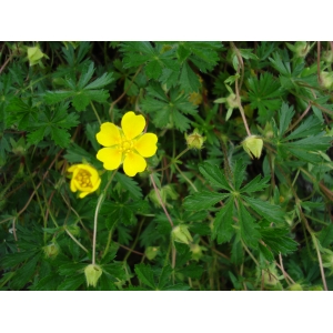 Potentilla intermedia sensu Gren. & Godr. (Potentille de Thuringe)