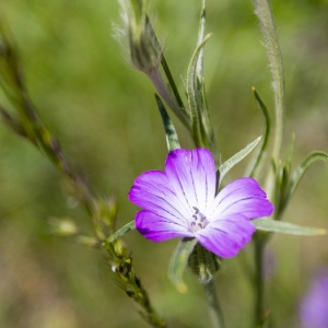 Photographie n°2308769 du taxon Agrostemma githago L. [1753]