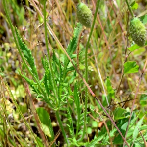 Photographie n°2308773 du taxon Papaver rhoeas L. [1753]