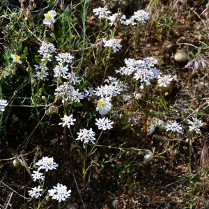 Photographie n°2308795 du taxon Iberis pinnata L. [1755]