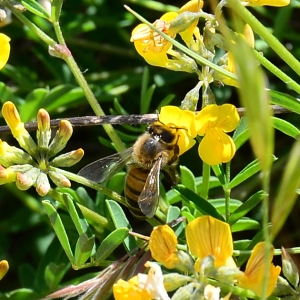 Photographie n°2308798 du taxon Hippocrepis comosa L. [1753]
