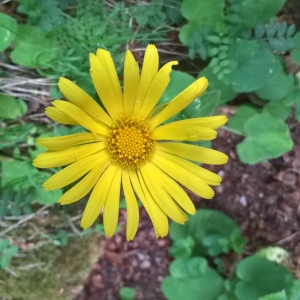 Photographie n°2308813 du taxon Doronicum pardalianches L. [1753]