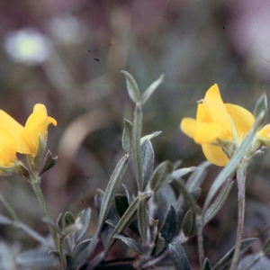 Photographie n°2308833 du taxon Genistella sagittalis subsp. delphinensis (Verl.) P.Fourn. [1936]