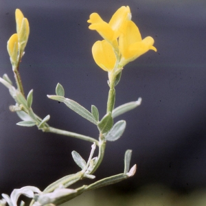 Photographie n°2308834 du taxon Genistella sagittalis subsp. delphinensis (Verl.) P.Fourn. [1936]