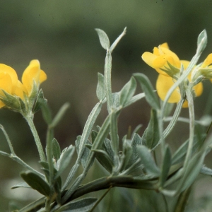 Photographie n°2308836 du taxon Genistella sagittalis subsp. delphinensis (Verl.) P.Fourn. [1936]