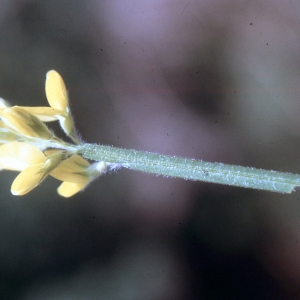 Photographie n°2308837 du taxon Genistella sagittalis subsp. delphinensis (Verl.) P.Fourn. [1936]