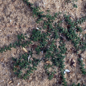 Photographie n°2308838 du taxon Herniaria ciliolata Melderis [1957]