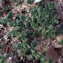  Liliane Roubaudi - Herniaria ciliolata Melderis [1957]