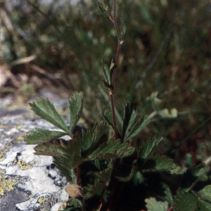 Photographie n°2308848 du taxon Potentilla grandiflora L. [1753]