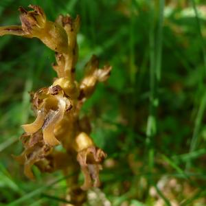 Photographie n°2308856 du taxon Neottia nidus-avis (L.) Rich. [1817]