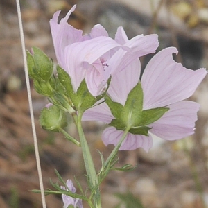 Photographie n°2308892 du taxon Malva moschata L.