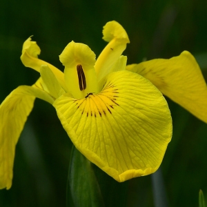 Photographie n°2308903 du taxon Iris pseudacorus L. [1753]