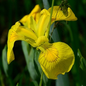 Photographie n°2308904 du taxon Iris pseudacorus L. [1753]