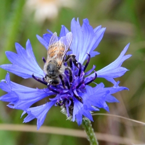 Photographie n°2308910 du taxon Cyanus segetum Hill [1762]