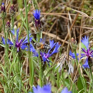 Photographie n°2308911 du taxon Cyanus segetum Hill [1762]